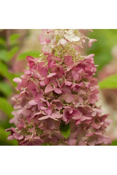 Hydrangea paniculata Diamantino